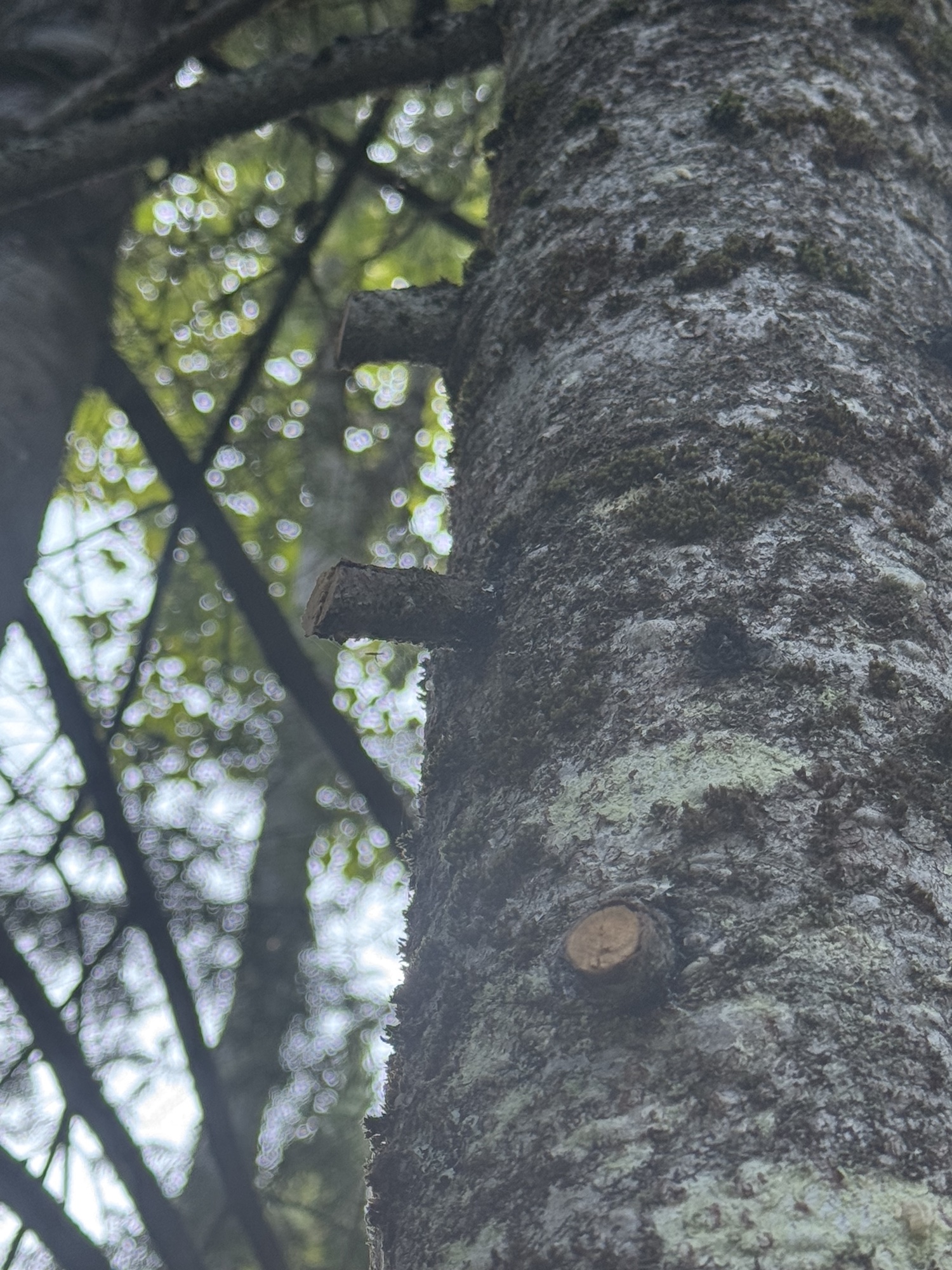 Chicots de branches laissés trop longs sur le tronc d’un arbre